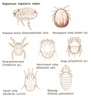 Внешние паразиты