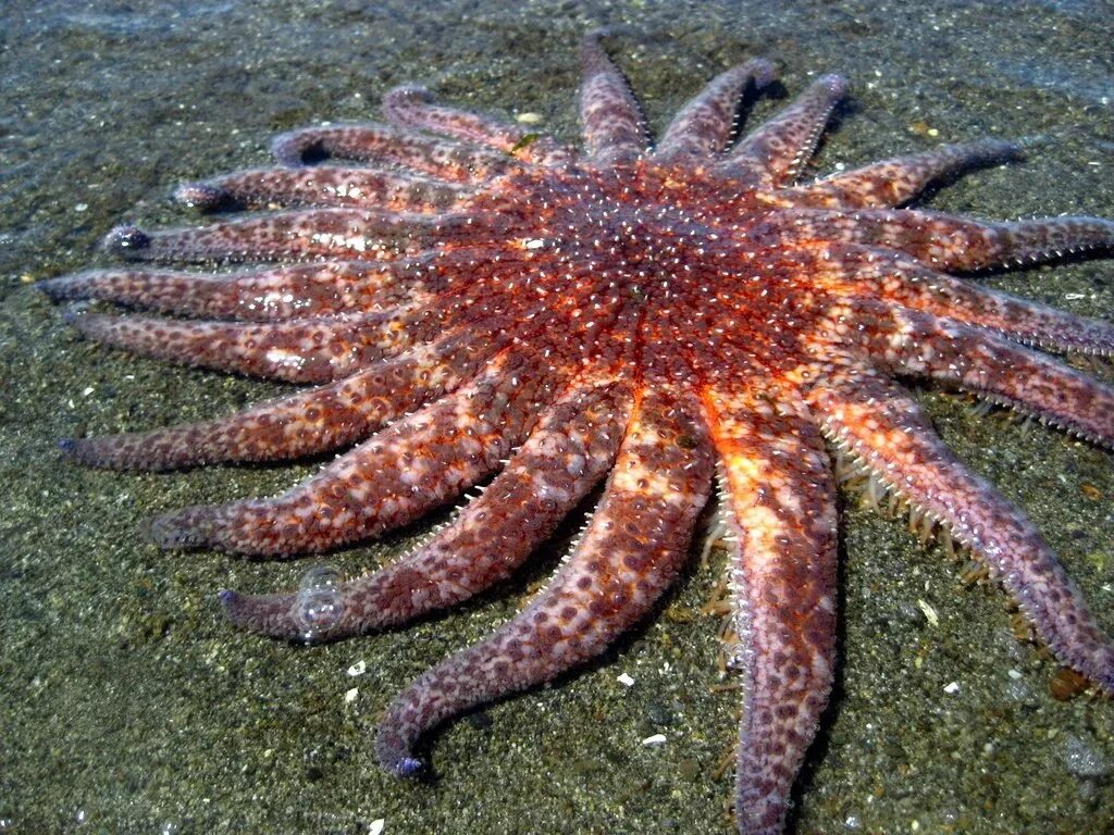 Существуют ли морские. Pycnopodia helianthoides. Морская звезда пикноподия. Морская звезда подсолнух пикноподия. Морская звезда зернистый кориастер.