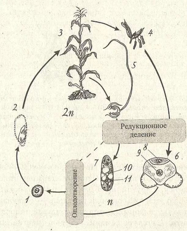 Цикл развития покрытосеменных схема. Цикл развития покрытосеменных растений. Цикл покрытосеменных растений схема. Жизненный цикл покрытосеменных растений схема. Рисунок женского гаметофита