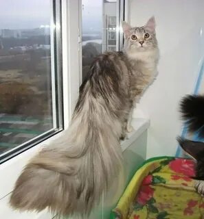 Коты с длинными хвостами