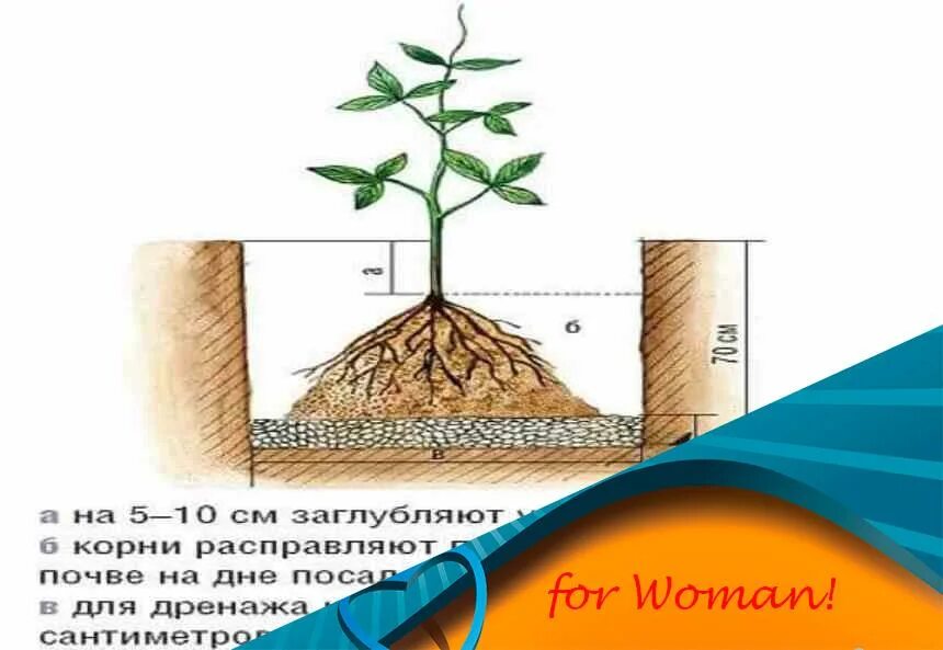 Что положить в лунку при посадке клематиса. Корневая клематиса. корневая система клематиса схема. схема посадки клематиса. размер корневая система клематиса.