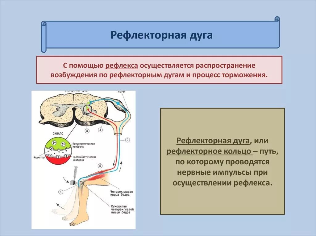 Нервные импульсы при осуществлении рефлекса. Рефлекторная дуга безусловного рефлекса. Возбуждения по рефлекторной дуге. Путь возбуждения по рефлекторной дуге. Тормозная рефлекторная дуга.