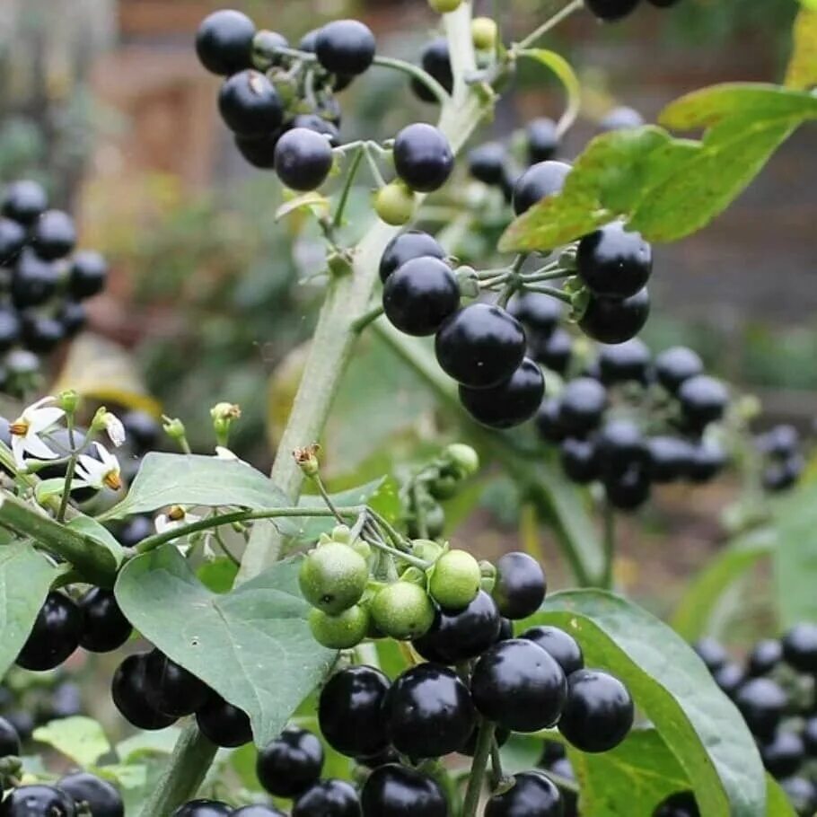 Solanum nigrum - Image of an specimen - Plantarium