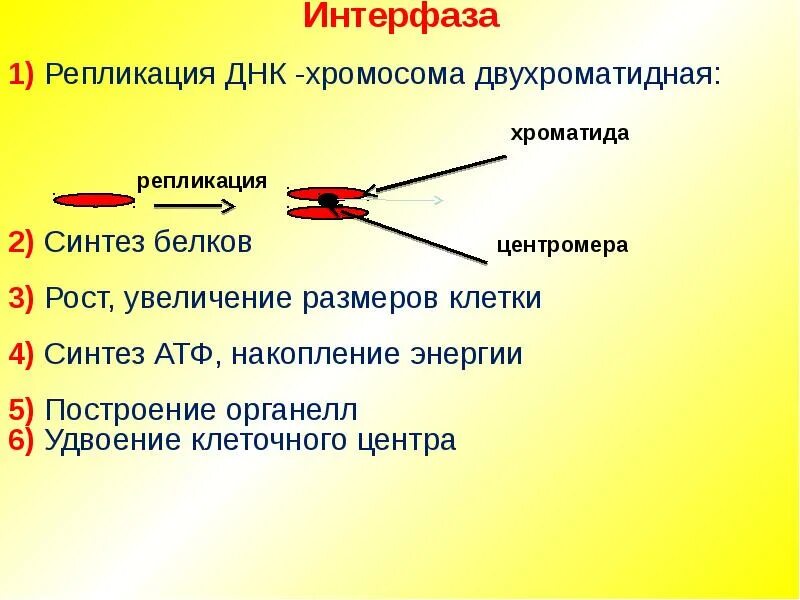 В интерфазе не происходит. Интерфаза митоза процессы. Характеристика периодов интерфазы. Интерфаза 2 особенности. В период интерфазы происходит процесс.