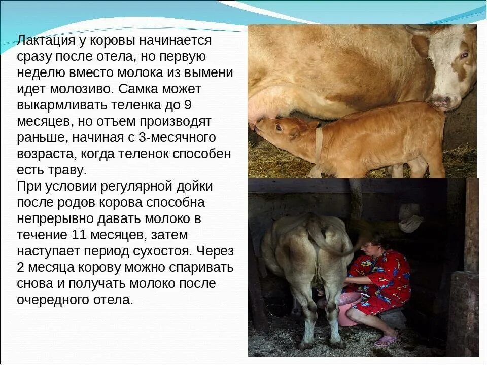Почему корова постоянно