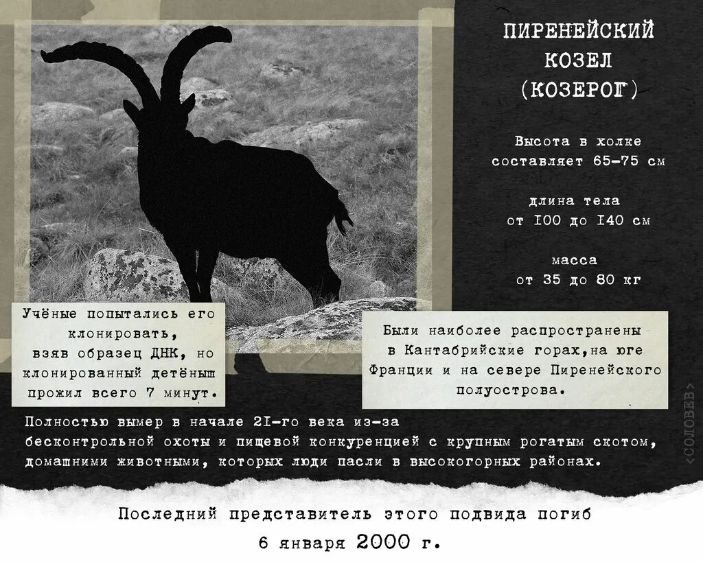 вымершие животные в какой книге. вымершие животные в какой книге. голубая антилопа вымершее животное. вымирающие виды животных. редкие и вымирающие виды животных.