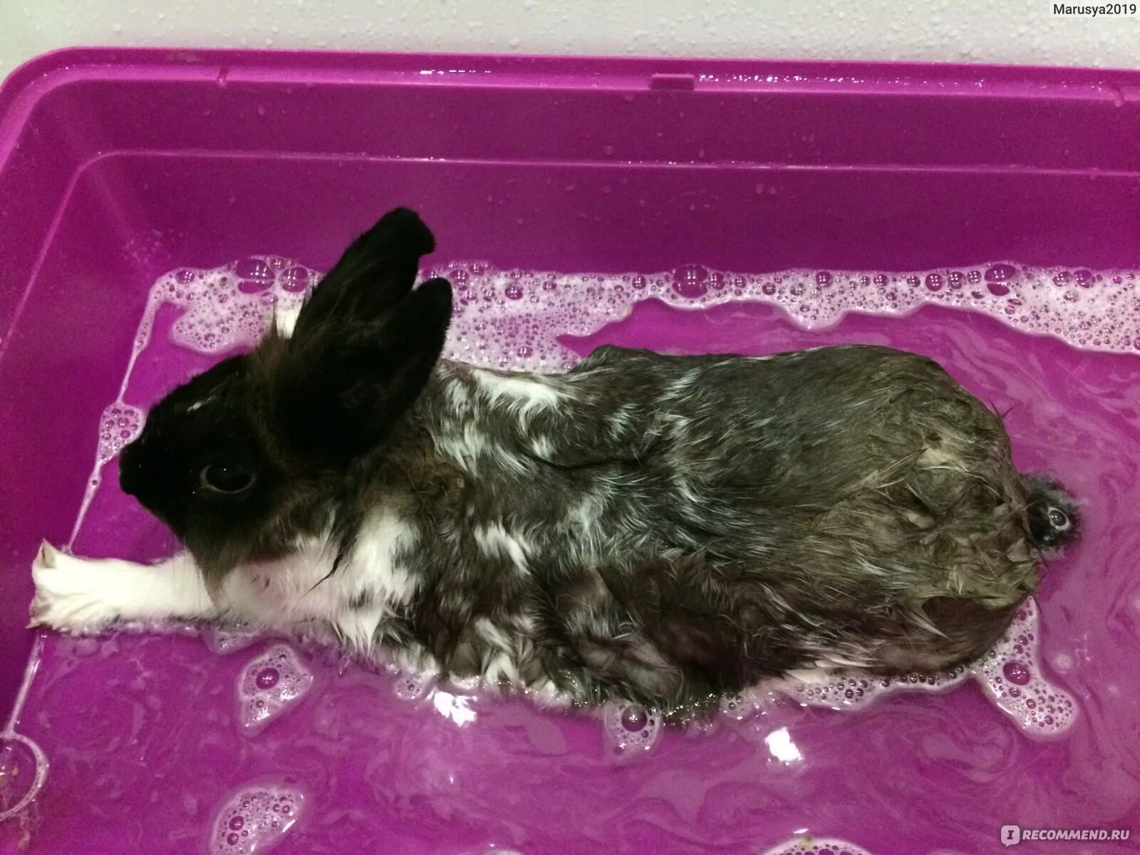 Можно ли мыть кролика декоративного. Купание кролика декоративного. Кролик моется. Кролик купается.