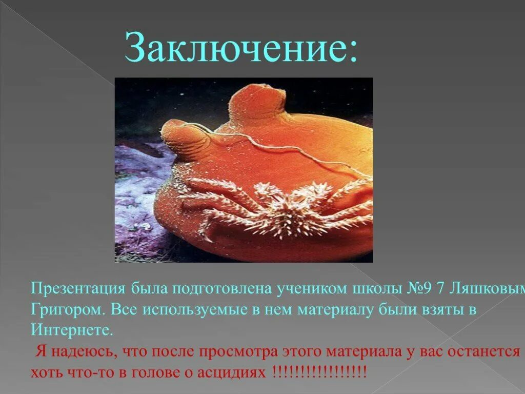 Сообщение о личиночно хордовых