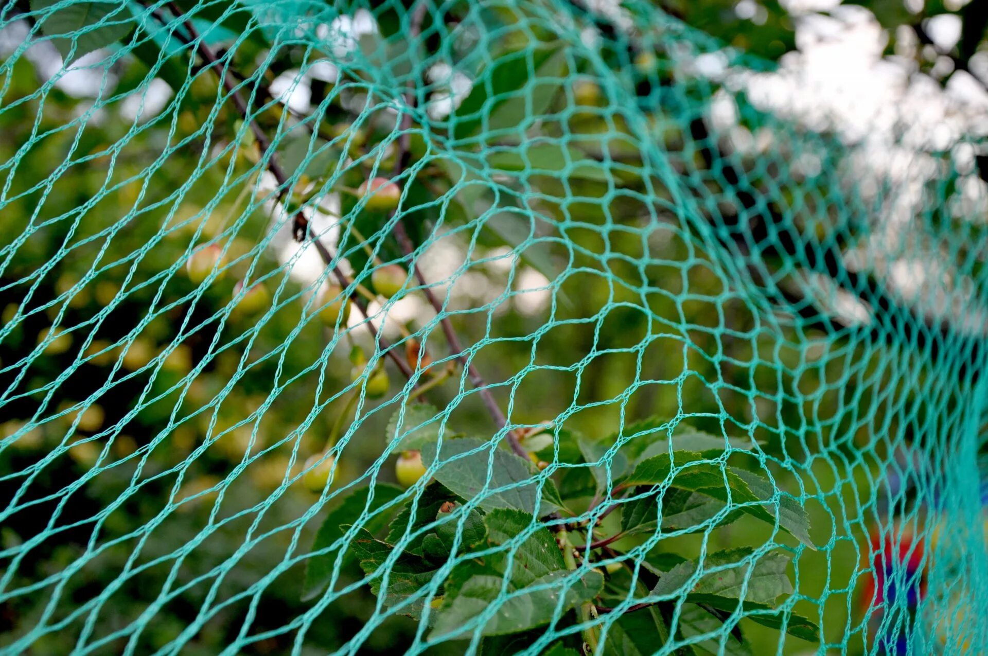 Помощи сетки. Помощи сетки. Орнитологическая сеть для ловли птиц. Садовая сетка шпалерная. Сетка от птиц giardino club.