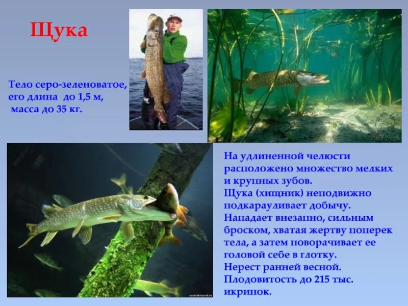 Щука 1 класс