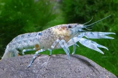 Мексиканский карликовый рак