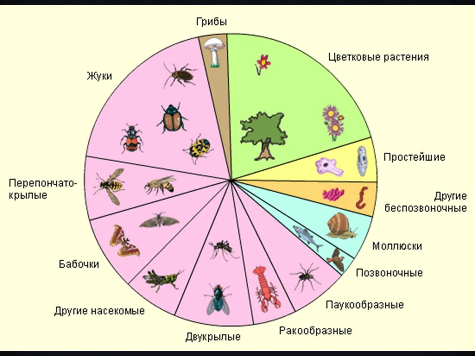 Количество живых организмов на земле. Многообразие видов животных. Тип Членистоногие. Соотношение живых организмов. Многообразие видов на земле.