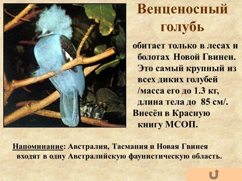 Вес голубя. Интересные факты о голубях. интересные факты о диких голубях. венценосный голубь и человек. информация о венценосном голубе.
