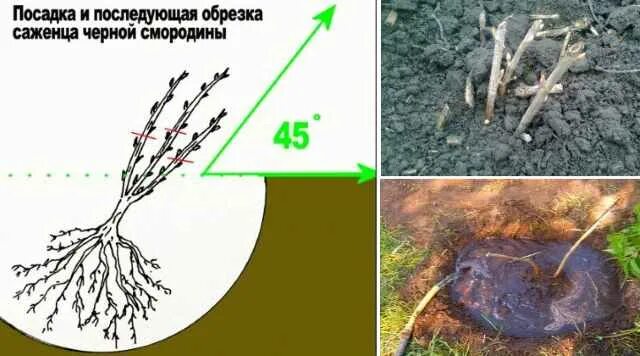 Жимолость корневая шейка. Посадка крыжовника корневая шейка. Правильная посадка смородины. Корневая шейка смородины.