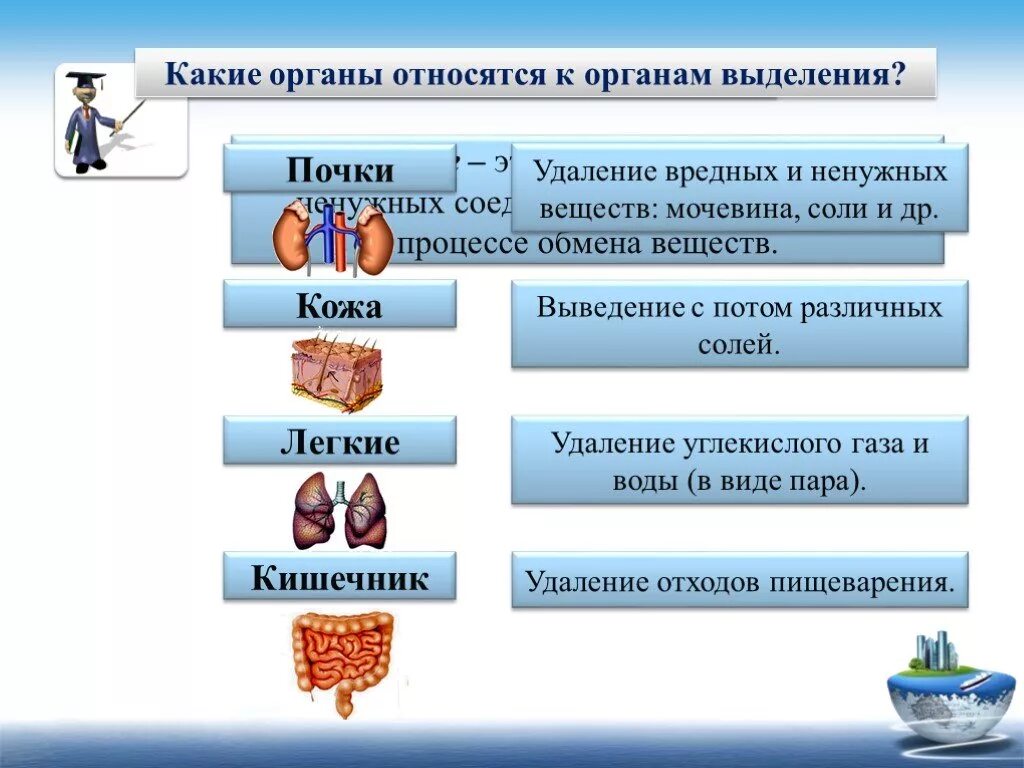 Через легкие удаляются. Легкие относятся к органам выделения. Какие вещества относится к органам. Относятся ли легкие к органам выделения. Какие органы относятся к выделительным органам.