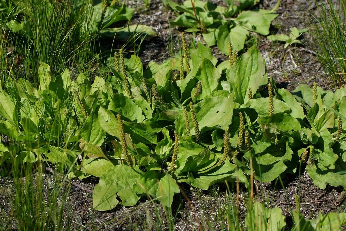 Подорожник Плантаго мажор. Подорожник Луговой. Подорожник большой. Подорожник (Plantago l.). Подорожники 7