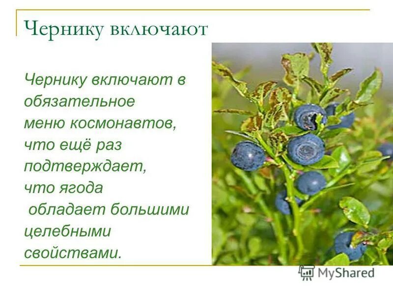 Как узнать чернику тоненький стебелек. Русский язык 3 класс канакина упражнение 241. Спишите подчеркните предлоги. Русский язык 3 класс упражнение 241. Прочитайте озаглавьте текст.