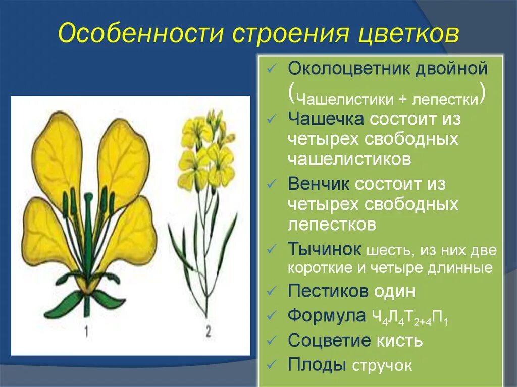 Крестоцветные редька Дикая. Крестоцветные чашелистики. Редька Дикая семейство крестоцветные. Строение растений семейства крестоцветных. Крестоцветные растения околоцветник