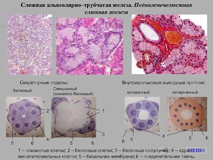 Скопление клеток железистого эпителия