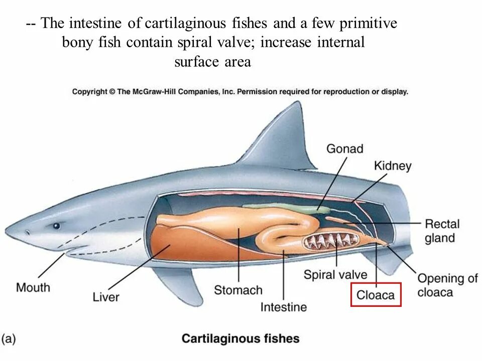 Внутреннее строение хрящевых. Пищеварительная система хрящевых рыб. Пищеварительная система акулы. Кишечник хрящевых рыб. Спиральный клапан у акул.