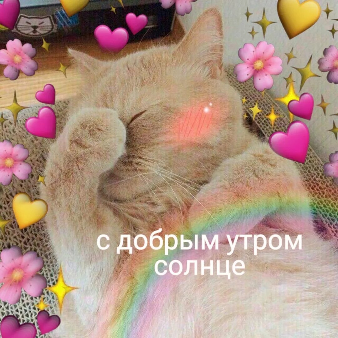 Милые сообщения доброе утро. Пикчи с котиками доброе утро. милые пикчи с добрым утром. доброе утро милая пикча. милые котики доброе утро.