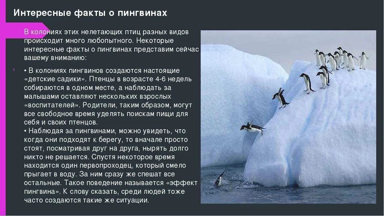Интересная информация кратко. Интересные факты о пингвинах. интересные факты о пингвинах для детей. факты о пингвинах необычные для детей. самая интересная информация о пингвинах.