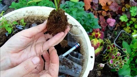 В какое время пересаживать гортензию
