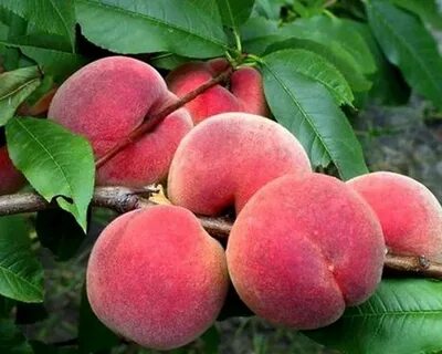 Персик канадиан хармони
