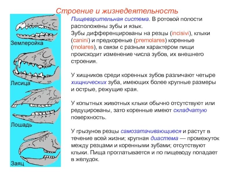 Зубы у млекопитающих имеют функции