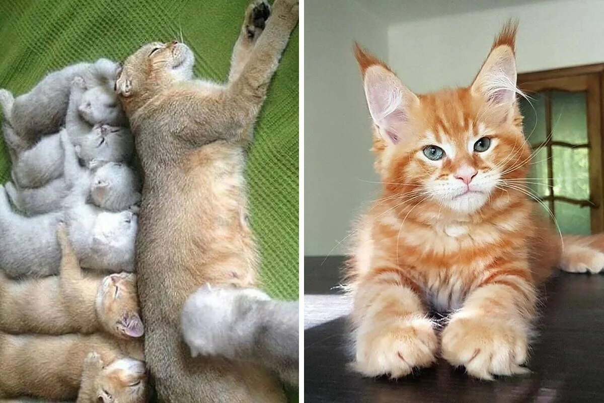 Какого кота лучше
