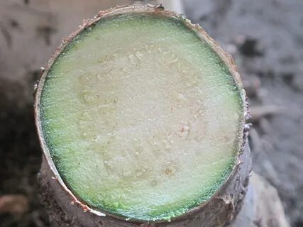 После среза