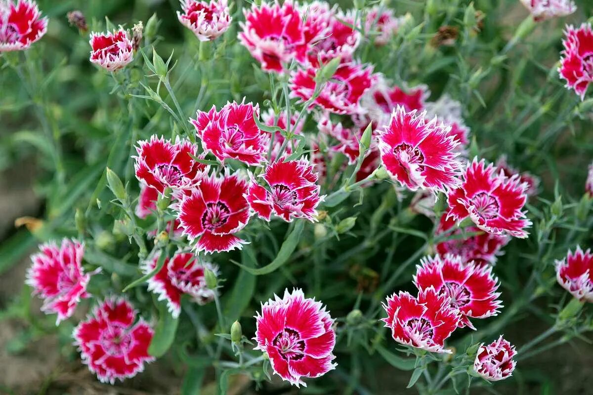 Dianthus chinensis гвоздика китайская. Гвоздика китайская (Dianthus chinensis) Diana. Гвоздика (Dianthus chinensis) Coronet. Китайская гвоздика однолетка. Гвоздика китайская выращивание из семян в домашних