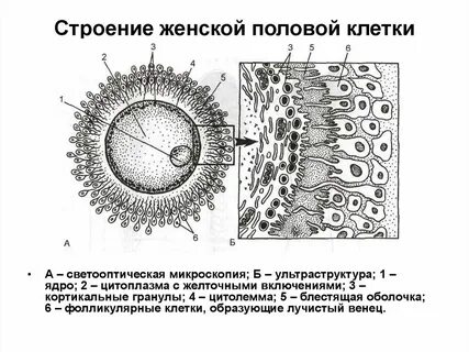 Репродукция женских половых клеток