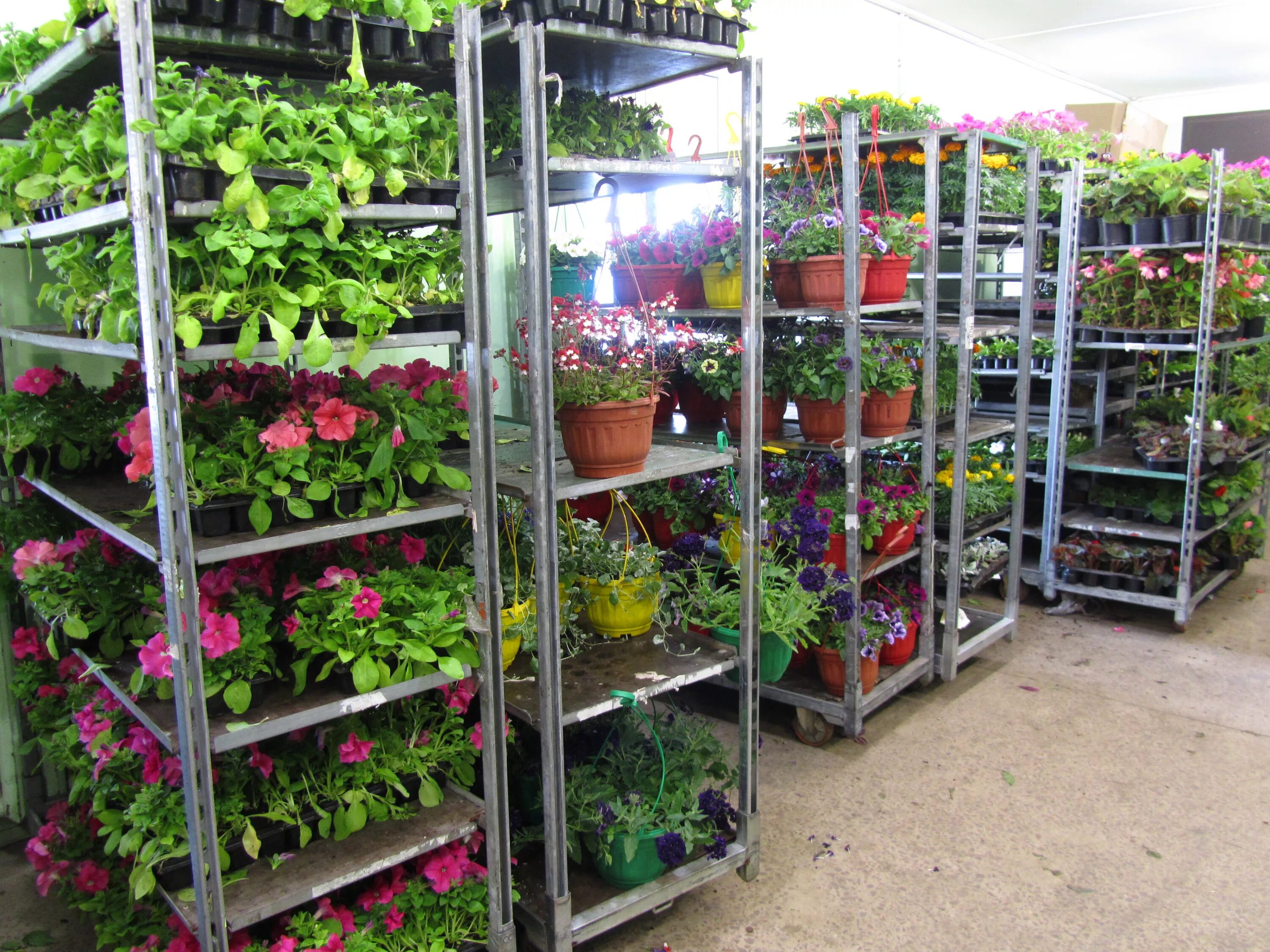 Рассада цветов 24. Летние цветы рассада. Мку благоустройство фирменный. Рассада цветов 24. Теплицы ип харченко.