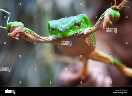 Download this stock image: A sapo (frog) tied at its legs for a sapo ceremo...