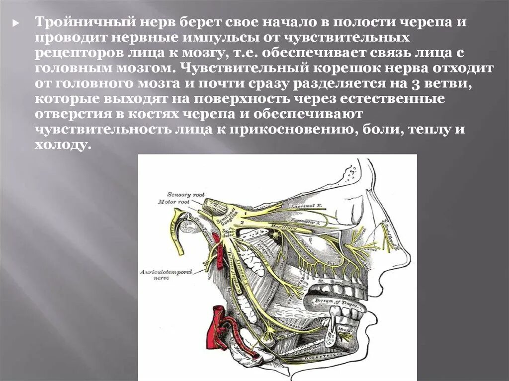 Клиническая анатомия тройничного нерва. Чувствительный корешок тройничного нерва. Тройничный нерв мост. Тройничный нерв (n. trigeminus).