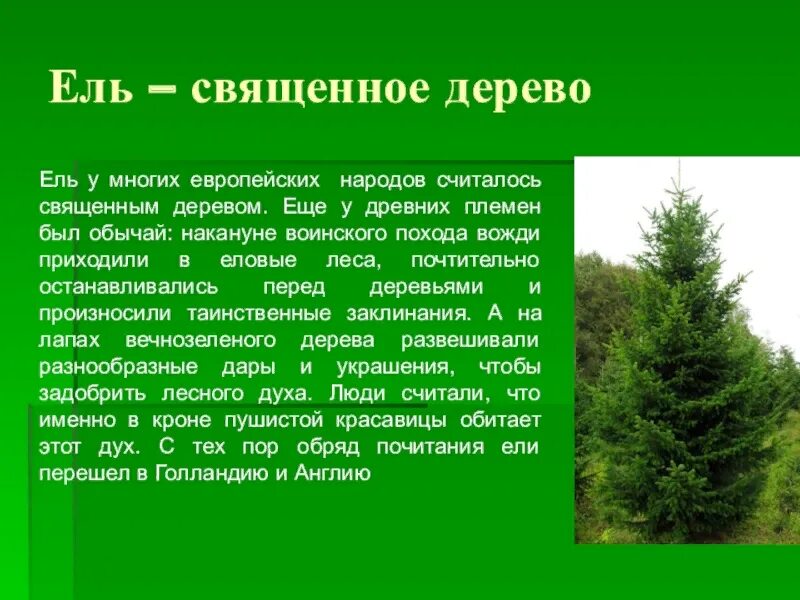 Хвойные информация. Сообщение про ель. Доклад о ели. Сообщение о дереве ели. Краткий доклад про ель.