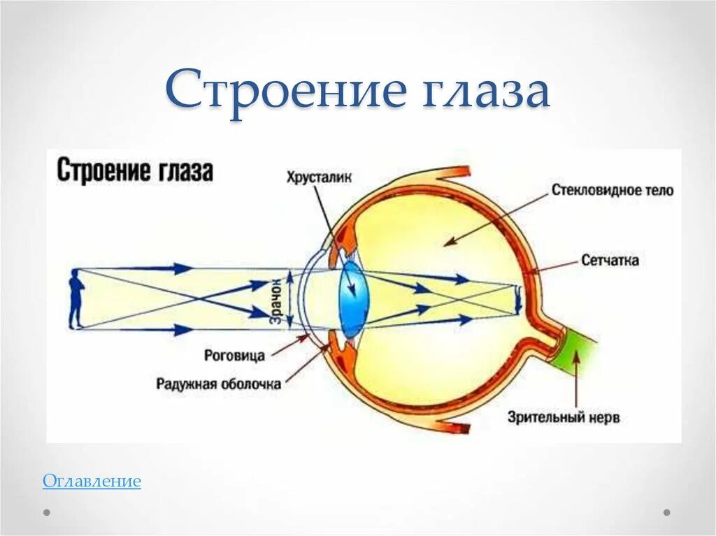 Физ око. Строение оптической системы глаза. Структура оптической системы глаза. Оптическая система глазного яблока. Строение глаза слепое пятно.