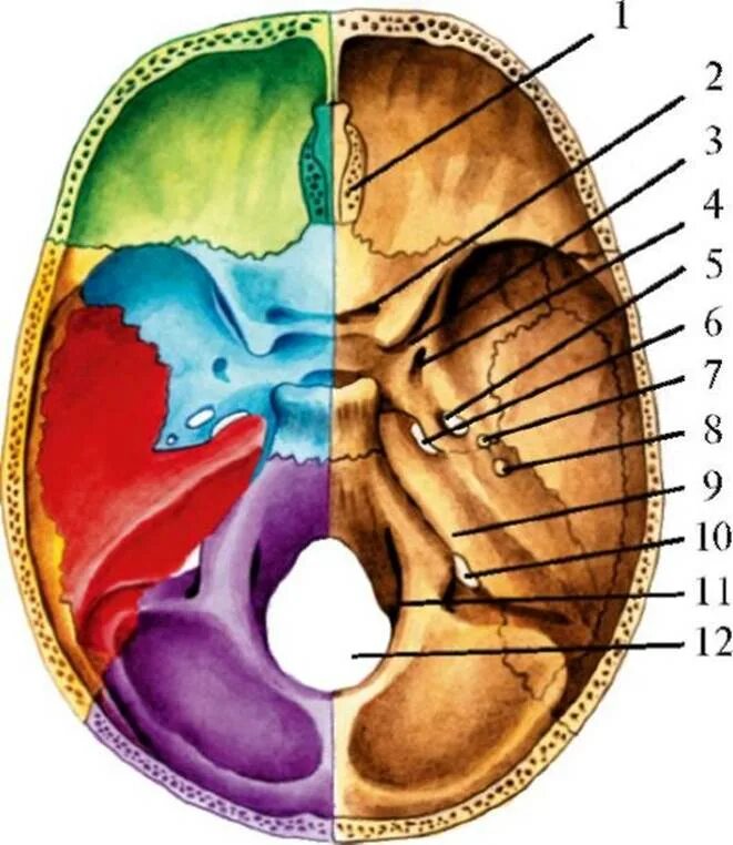 12 Пар черепных нервов анатомия выходы из черепа. Отверстия 12 пар ЧМН из черепа. Черепные нервы 12 пар череп. 12 Черепных нервов анатомия внутреннее основание черепа. Мозговое основание черепа