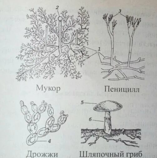 Мукор трутовик. Мукор пеницилл дрожжи. Строение мукора пеницилла дрожжей. Шляпочный гриб пеницилла. Схема грибы плесневые дрожжи и.