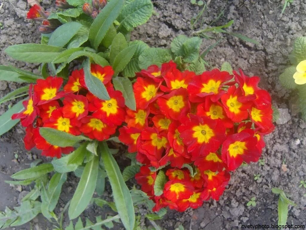 Многолетние садовые цветы низкорослые фото