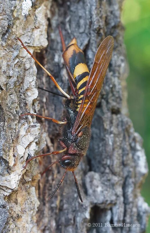 Рогохвост гигант – urocerus gigas. Рогохвост березовый. Рогохвост хвойный. Рогохвост синий сосновый. Рогохвост хвойный.