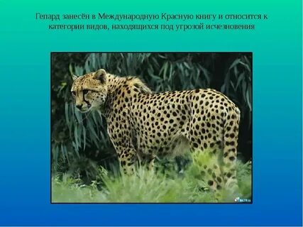 Покажи животных которые занесены