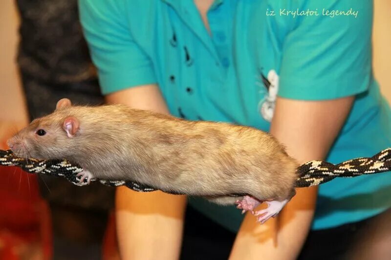 форум крыс. форум крыс. ручная крыса. семейная фотография где мальчик с крысой в кармане. крыссовет.