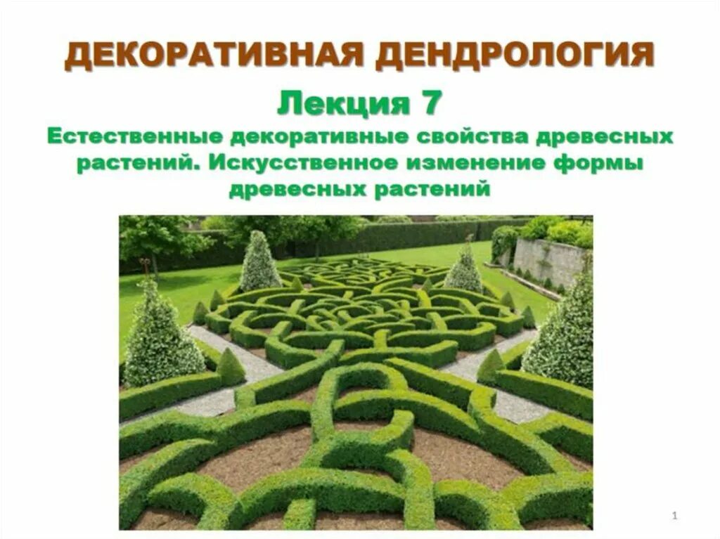 Дендрология растений. Декоративная дендрология. декоративная дендрология презентация. дендрология ландшафт.