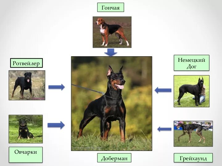 Выводить породу. Немецкий пинчер и Цвергпинчер отличия. Доберман Эволюция породы. Немецкий пинчер и Доберман отличия. Цвергпинчер и немецкий пинчер разница.