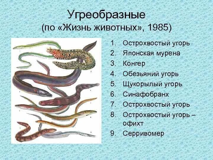 Текст про угрей. Отряд угреобразные представители. Отряд угреобразные размножение. Рыба отряда угреобразных. Семейство угревых рыб представители.