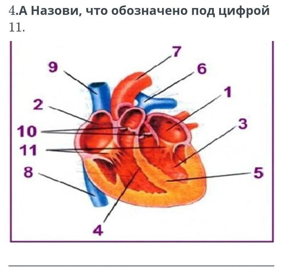 Сердце под цифрой 3. Обозначь, что обозначено цифрой 4:. под цифрой 5 на рисунке обозначены. обозначь что обозначено под цифрой 4. что на схеме обозначено под цифрой 2?.
