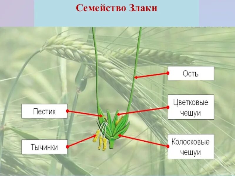 Отдел злаковых. Формула цветка семейства злаки 6 класс. Семейство злаковые строение цветка. Строение растений семейства злаковых. Строение пшеницы семейство злаковых.