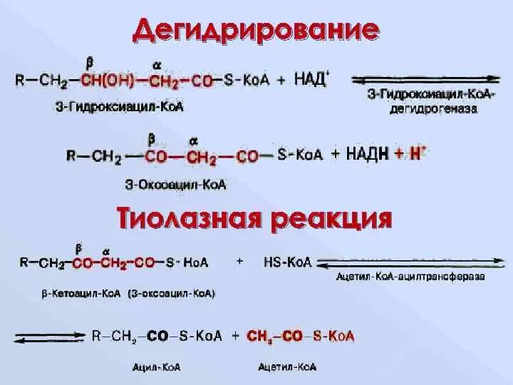 5 дегидрирования бутана. Ацил-КОА тиолазная реакция. Реакция дегидрирования. Дегидрирование изобутана. Схема реакции дегидрирования.